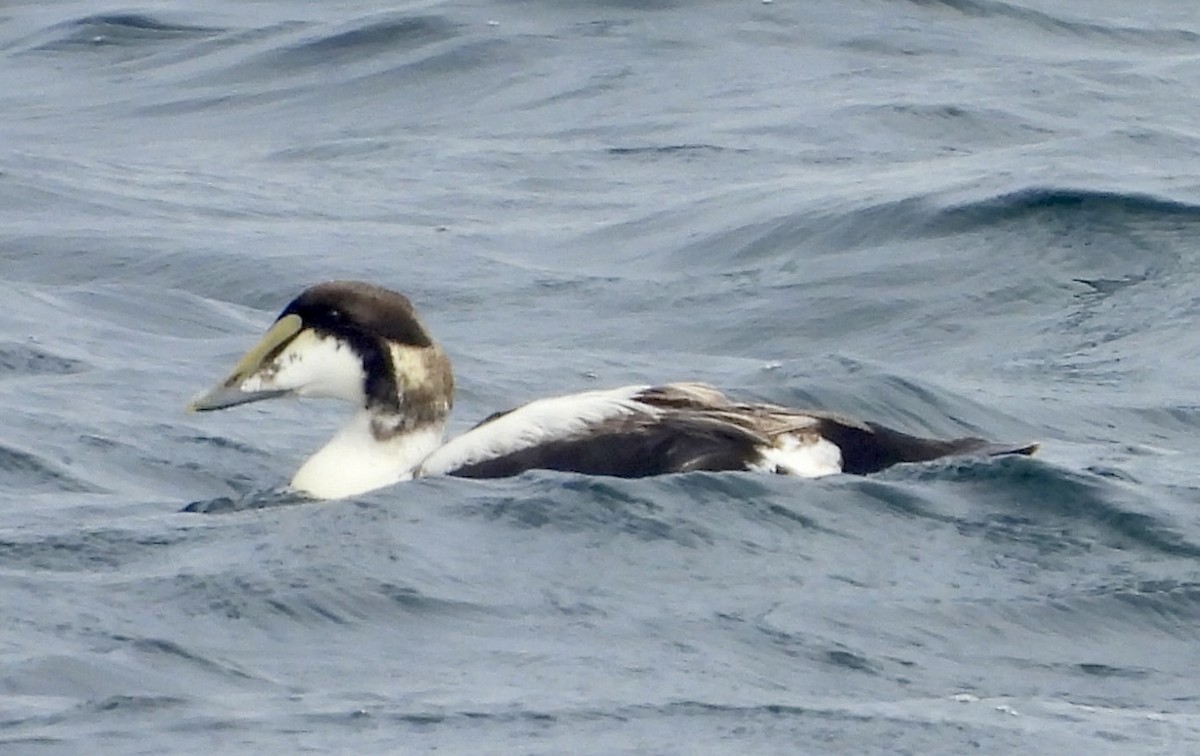 Common Eider - Jason Soukup