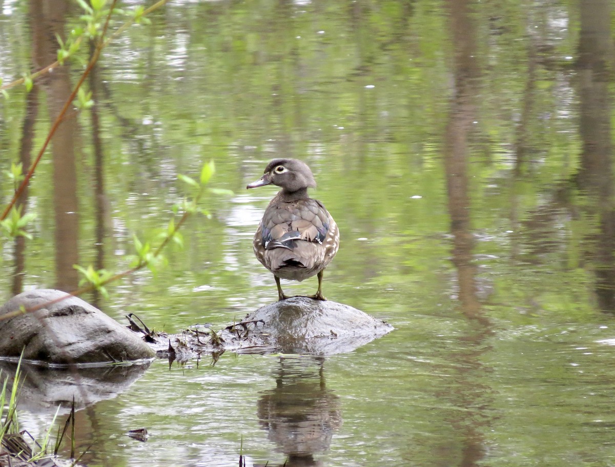 Wood Duck - ML619147657