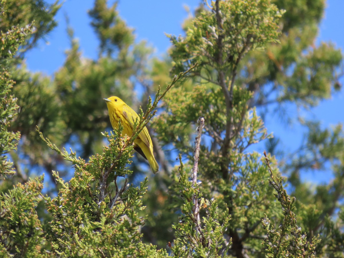 Yellow Warbler - Greg Keast