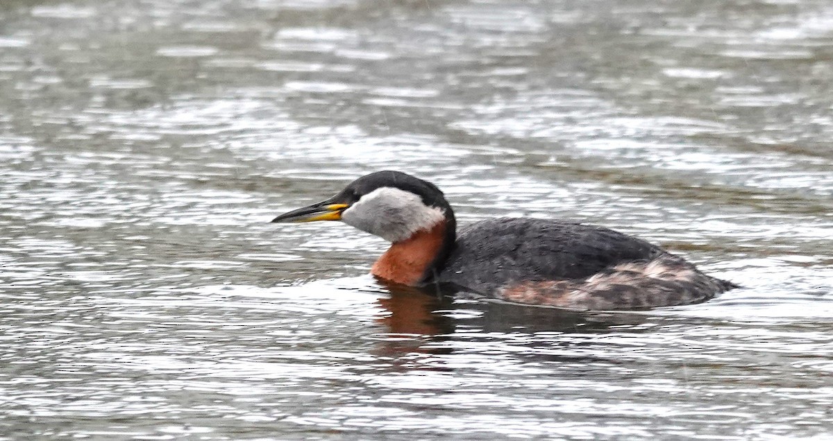 Red-necked Grebe - Diane Stinson