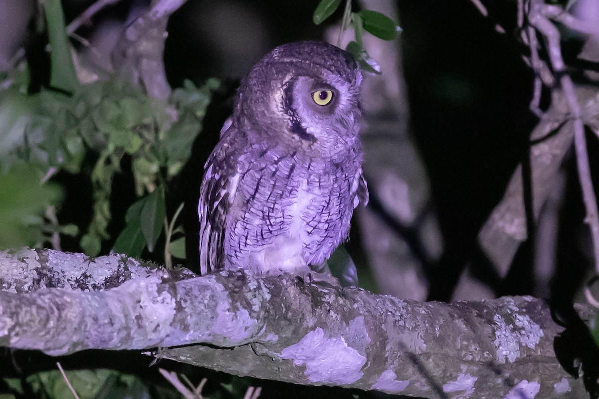 Tropical Screech-Owl - Fábio HALLAIS