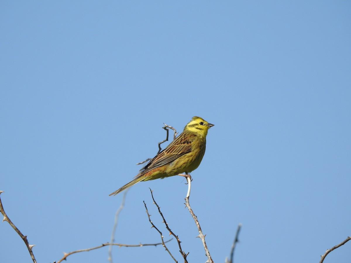 Yellowhammer - Euan Aitken