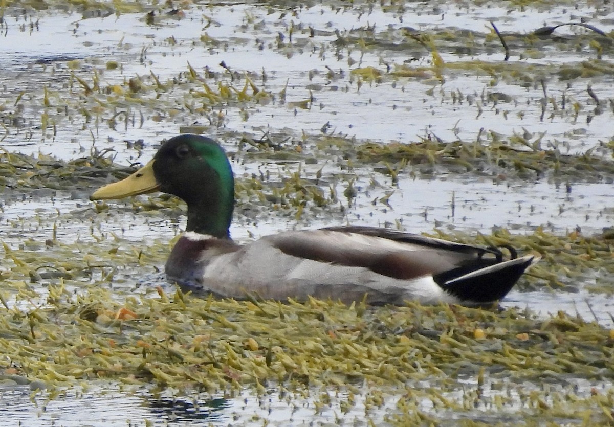 Mallard - Jason Soukup