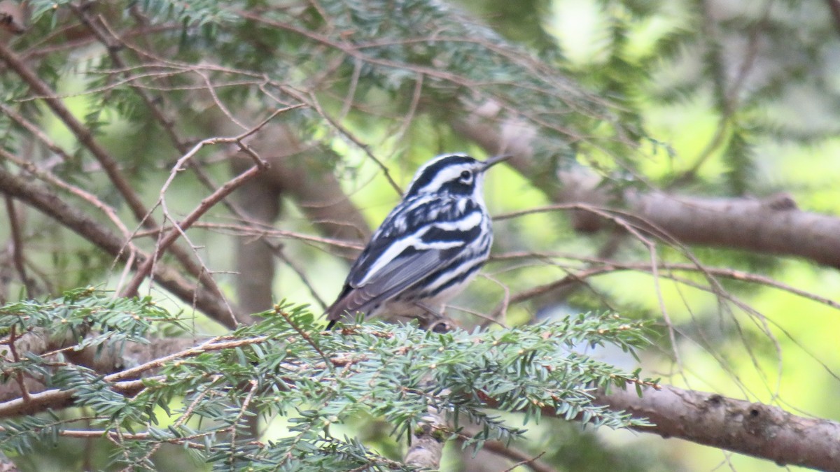 Black-and-white Warbler - ML619147675