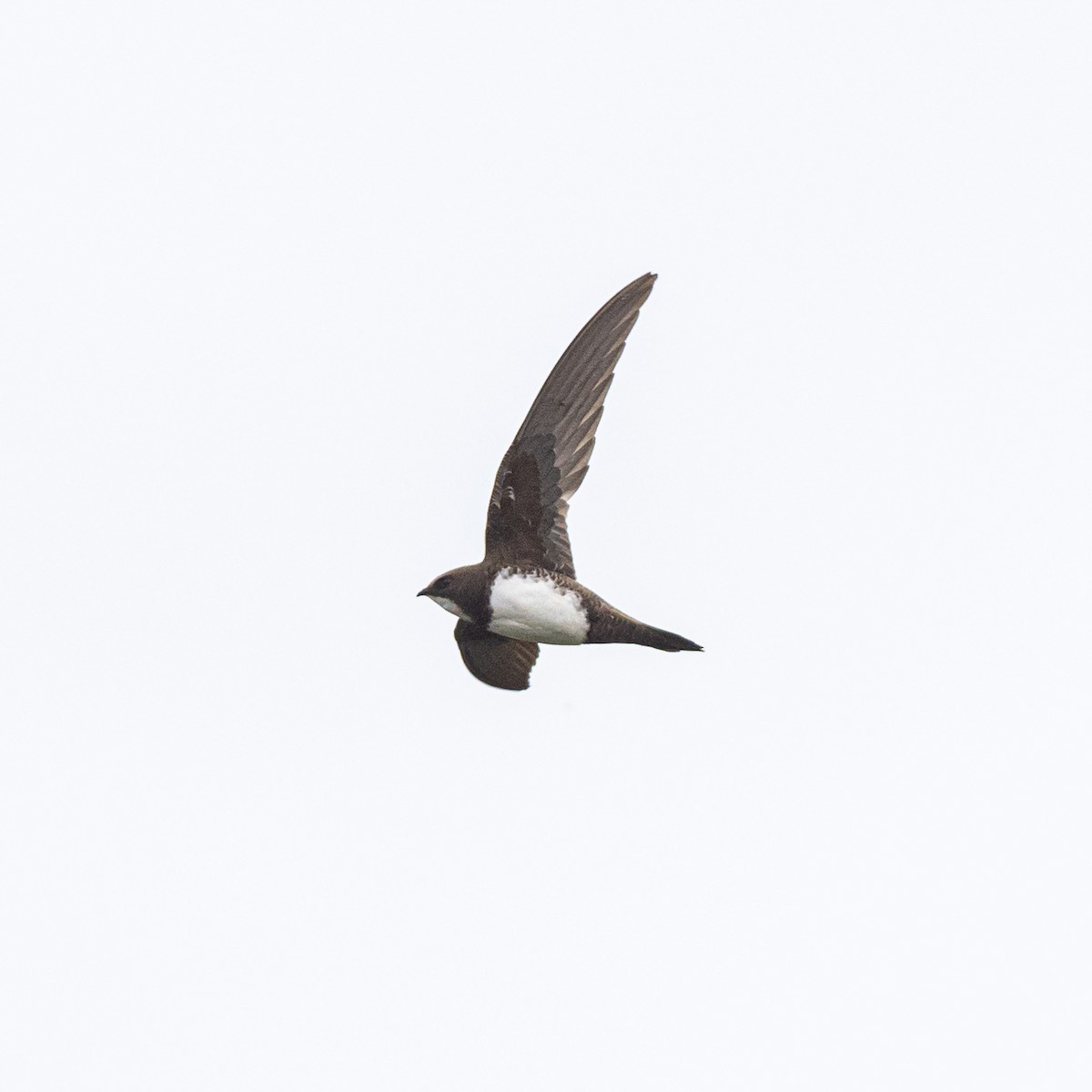 Alpine Swift - The Urban Birder