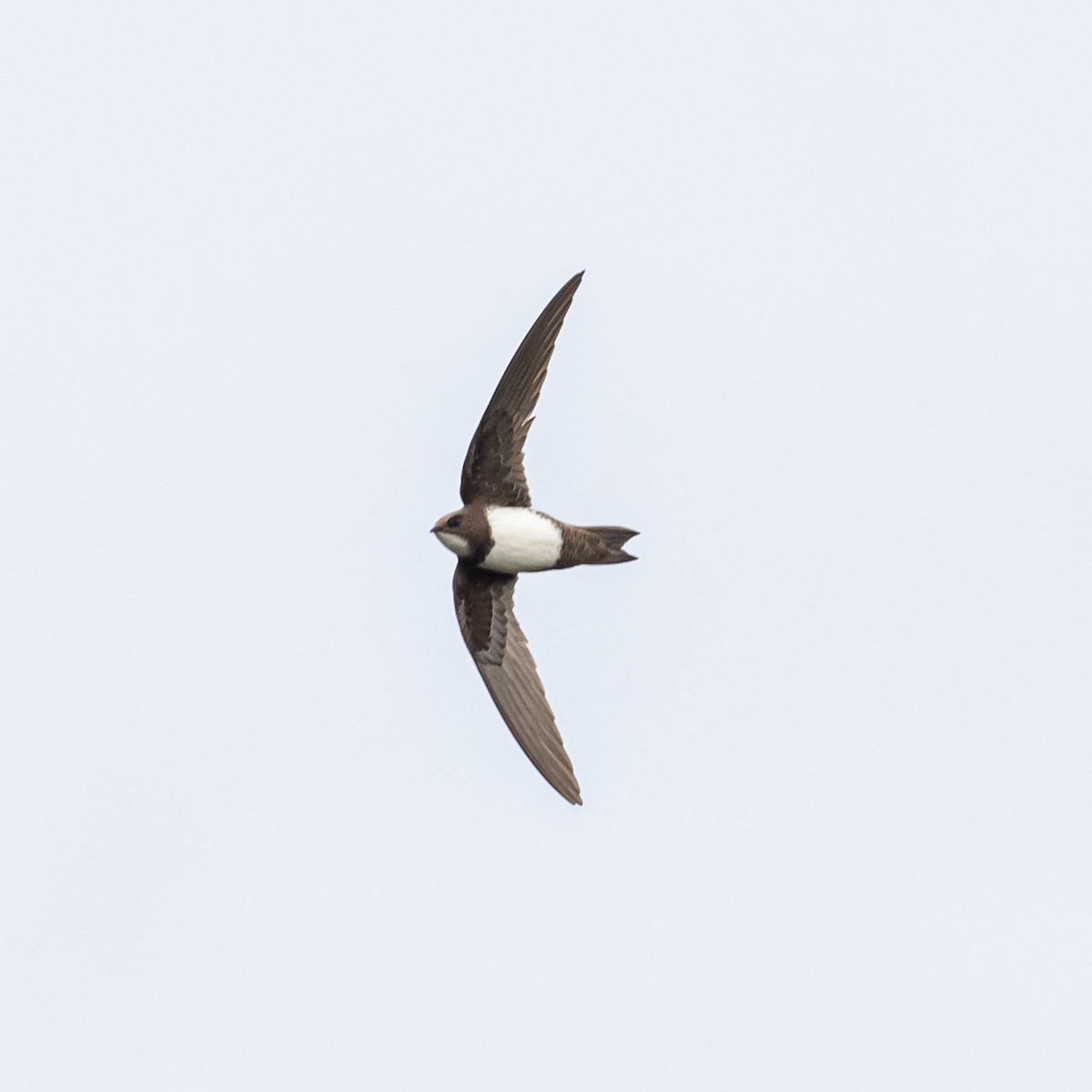 Alpine Swift - ML619147693