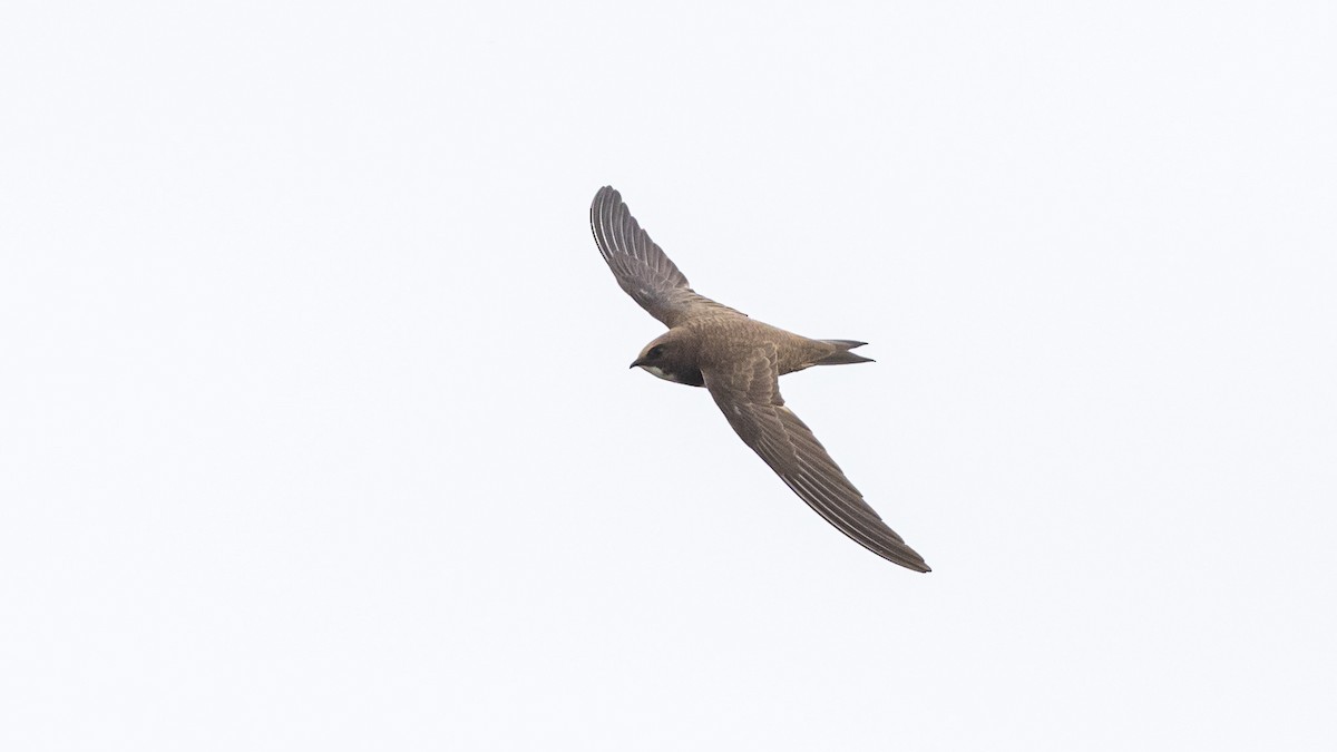 Alpine Swift - The Urban Birder