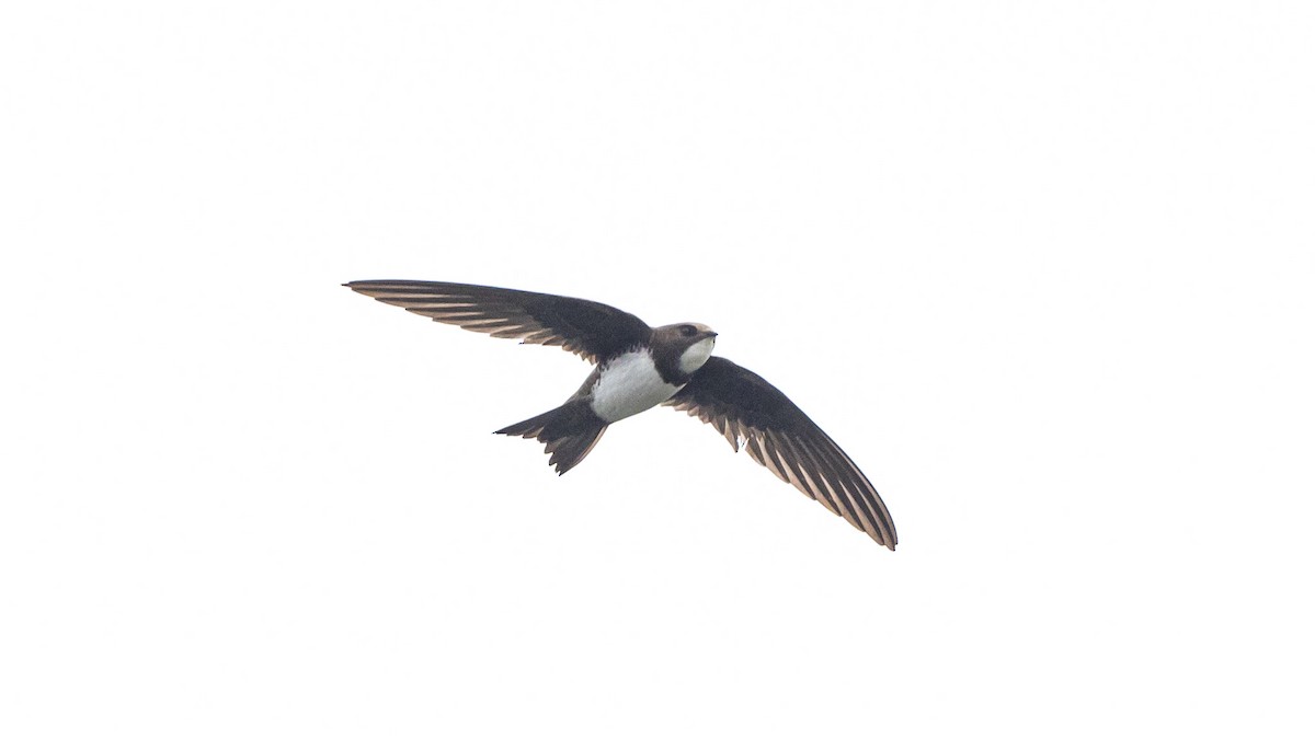 Alpine Swift - The Urban Birder