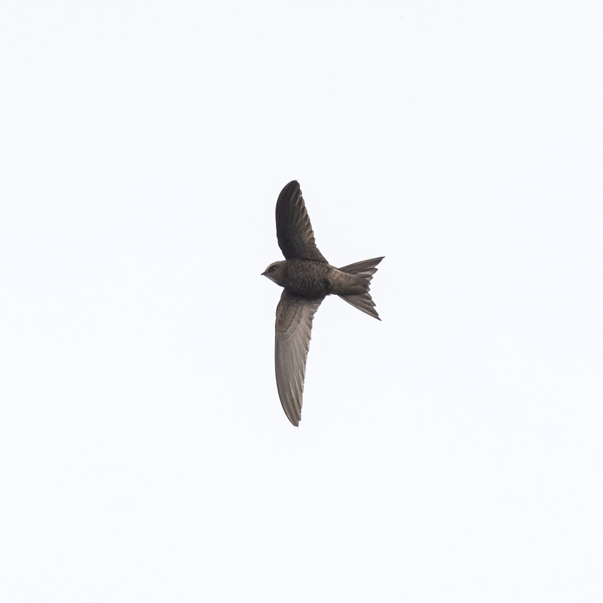 Pallid Swift - The Urban Birder