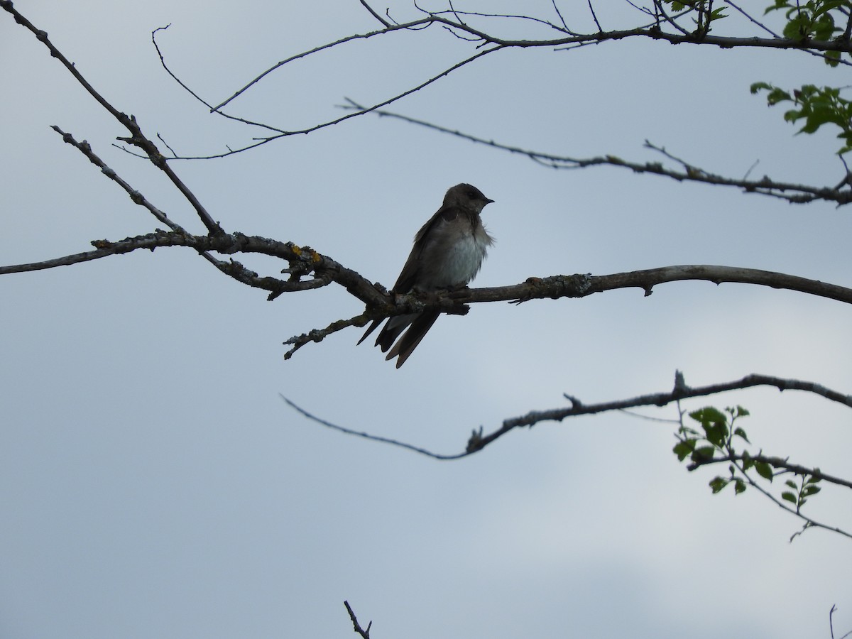 Northern Rough-winged Swallow - Hayden Epp