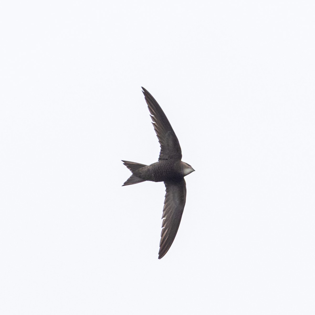 Pallid Swift - ML619147743