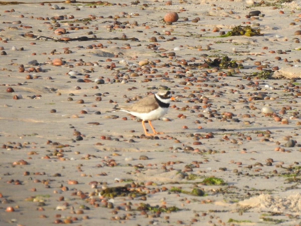 Common Ringed Plover - Euan Aitken