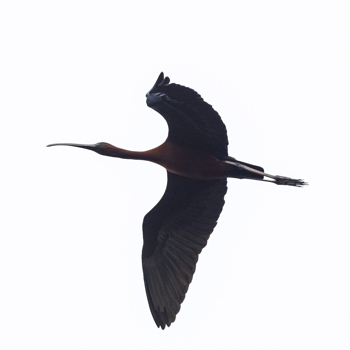 ibis hnědý - ML619147773