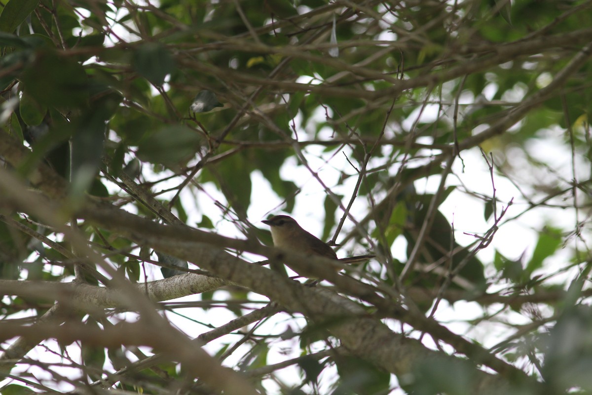 Rufous-fronted Thornbird - Robert  Shewack