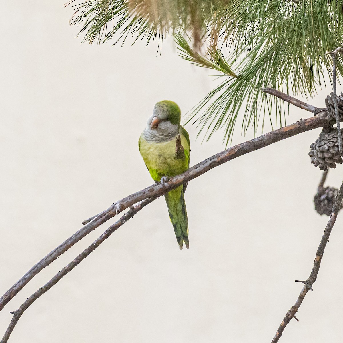 Monk Parakeet - The Urban Birder