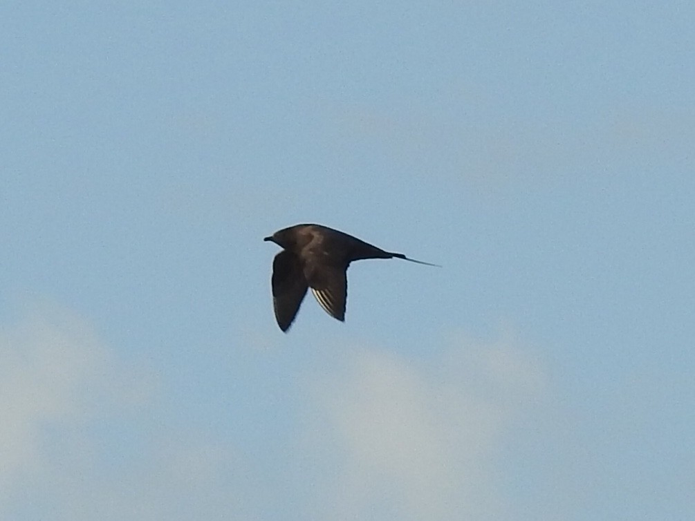 Parasitic Jaeger - Euan Aitken