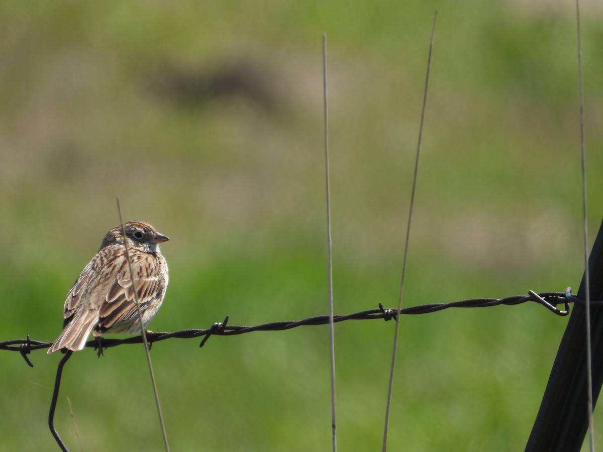 Vesper Sparrow - Daniel Raleigh