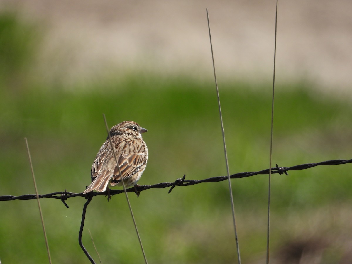 Vesper Sparrow - Daniel Raleigh