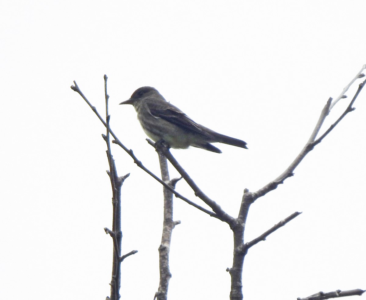 Olive-sided Flycatcher - Layton Pace