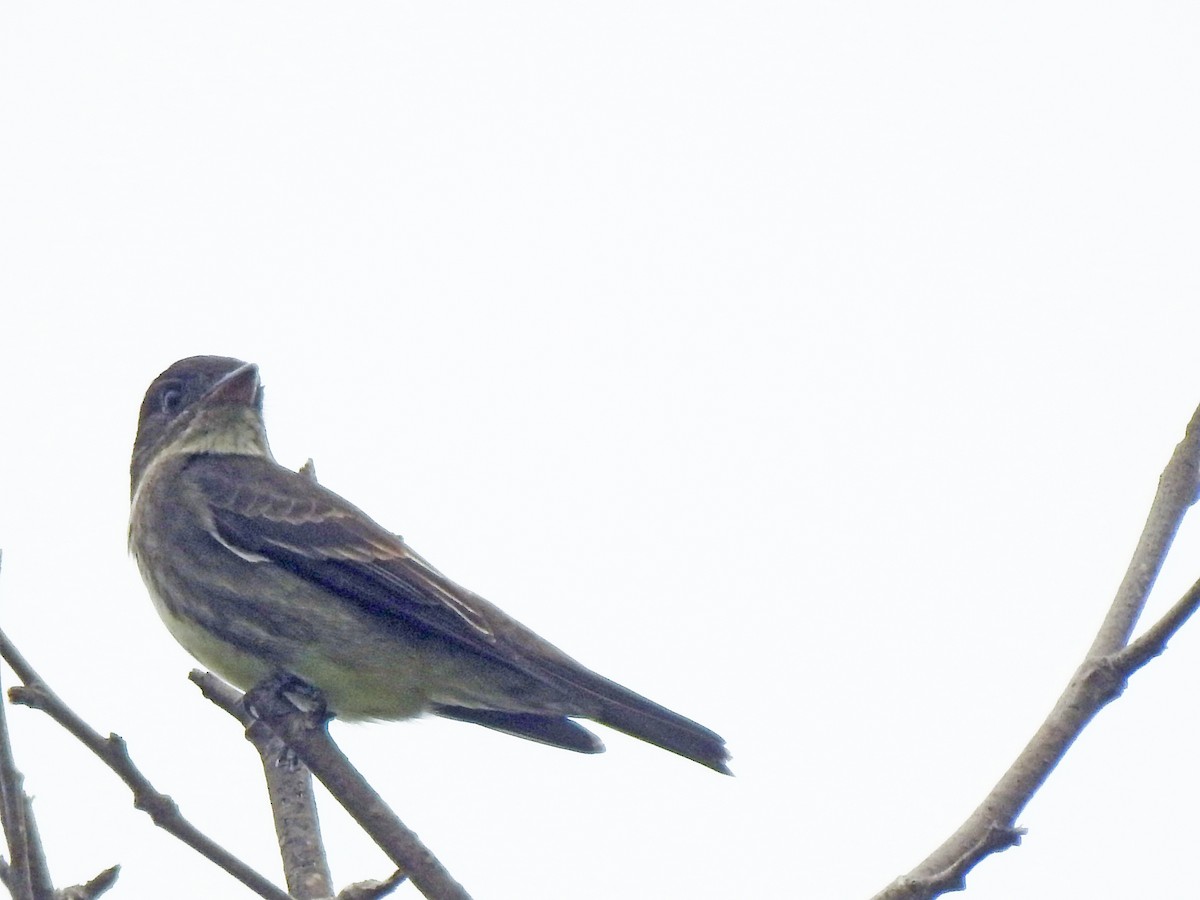 Olive-sided Flycatcher - Layton Pace