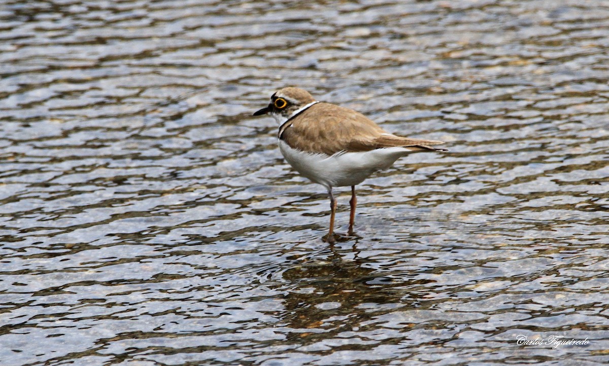 Little Ringed Plover - Carlos Figueiredo