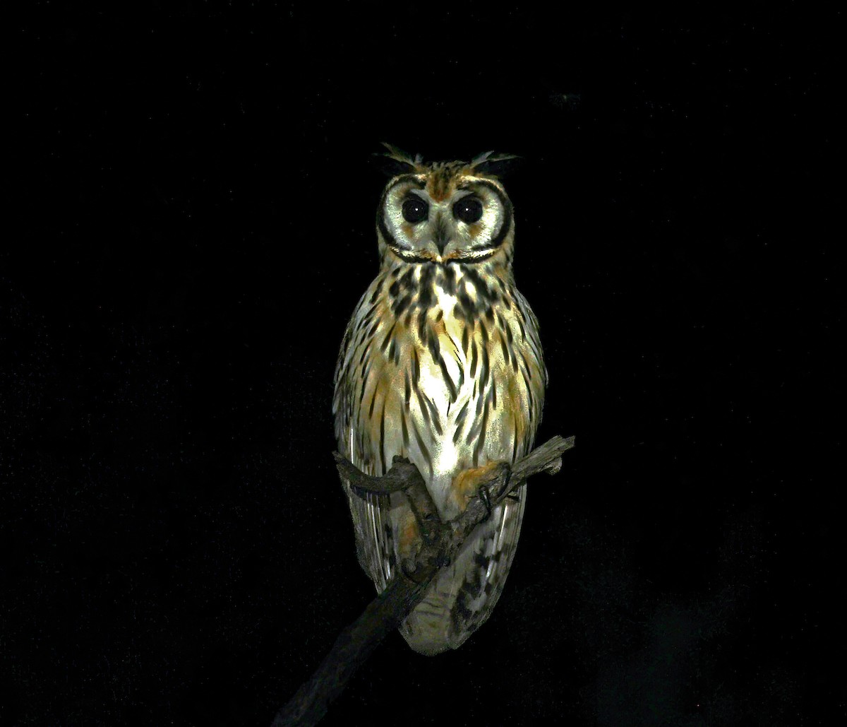 Striped Owl - Richard Greenhalgh