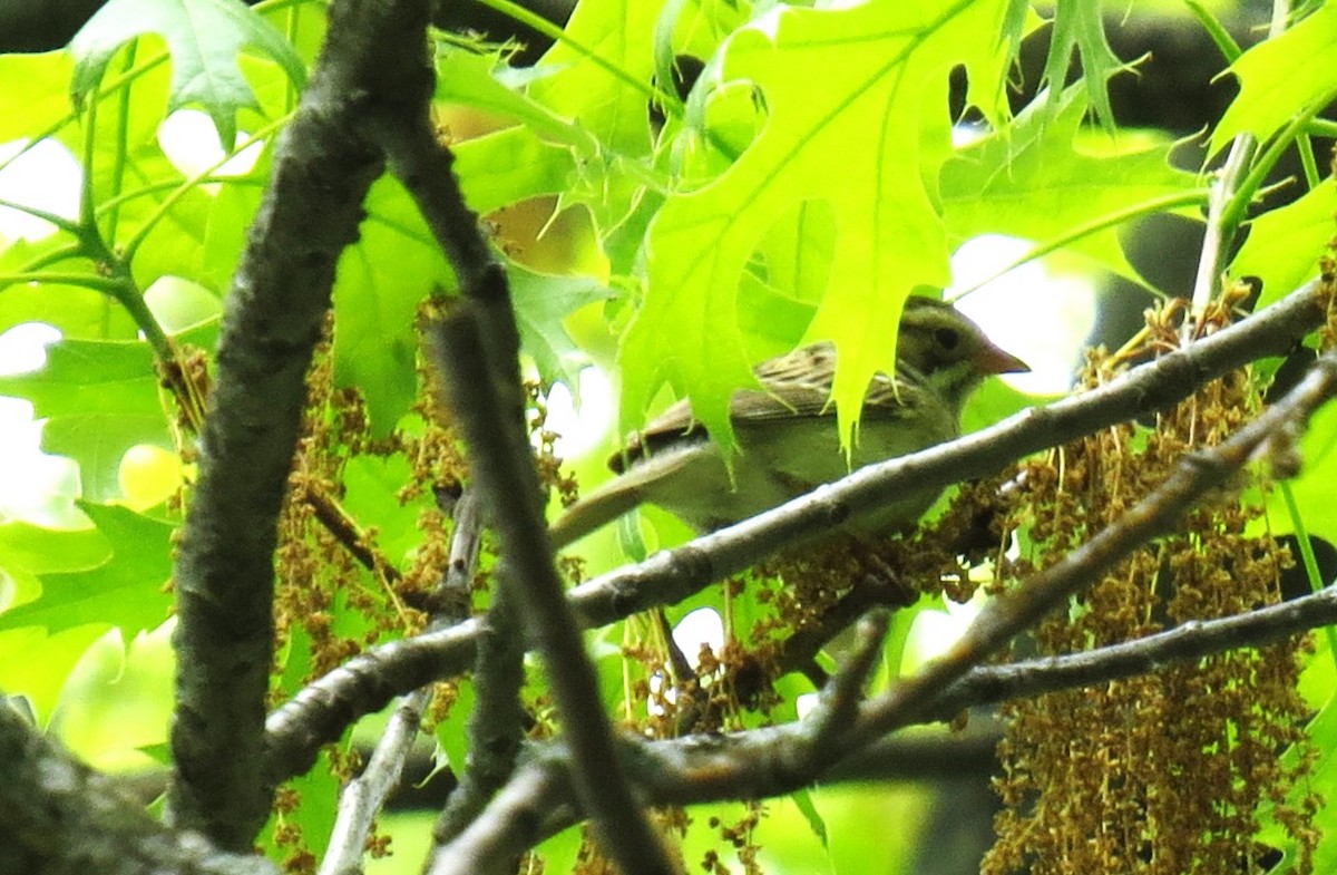 Clay-colored Sparrow - shelley seidman