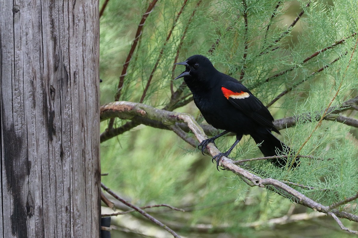 Red-winged Blackbird - ML619147862