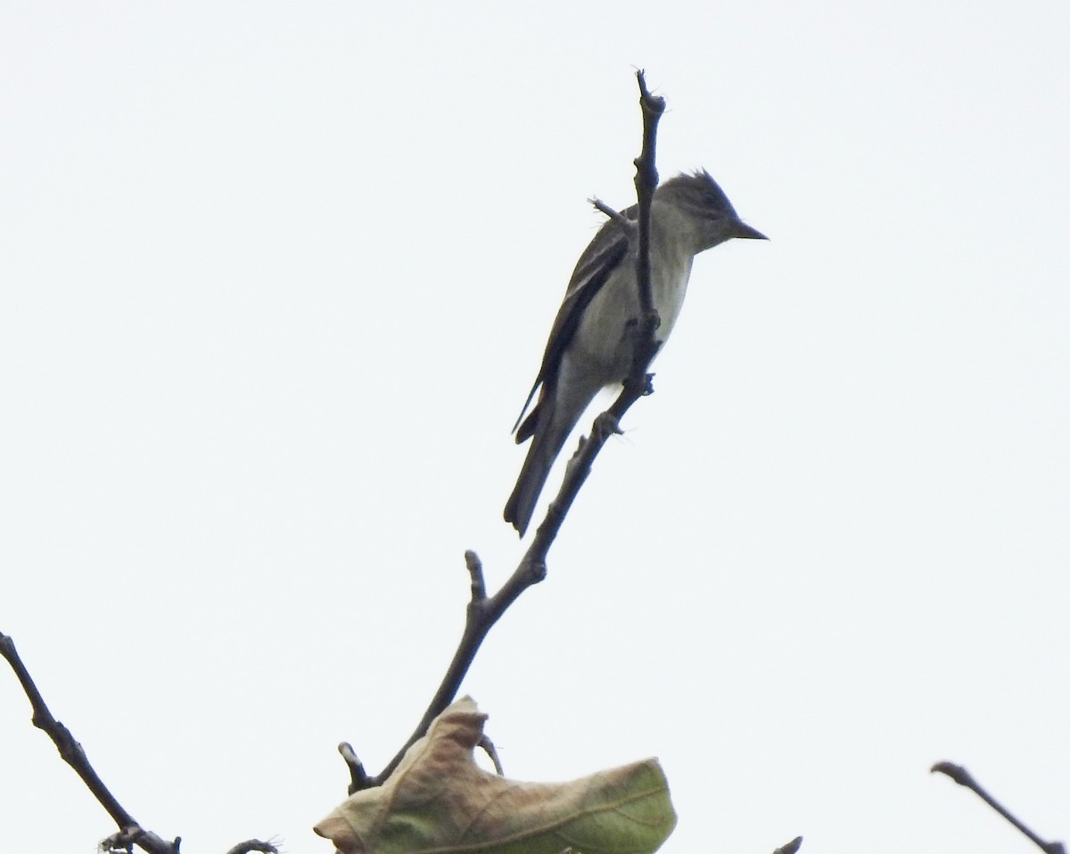 Western Wood-Pewee - Layton Pace