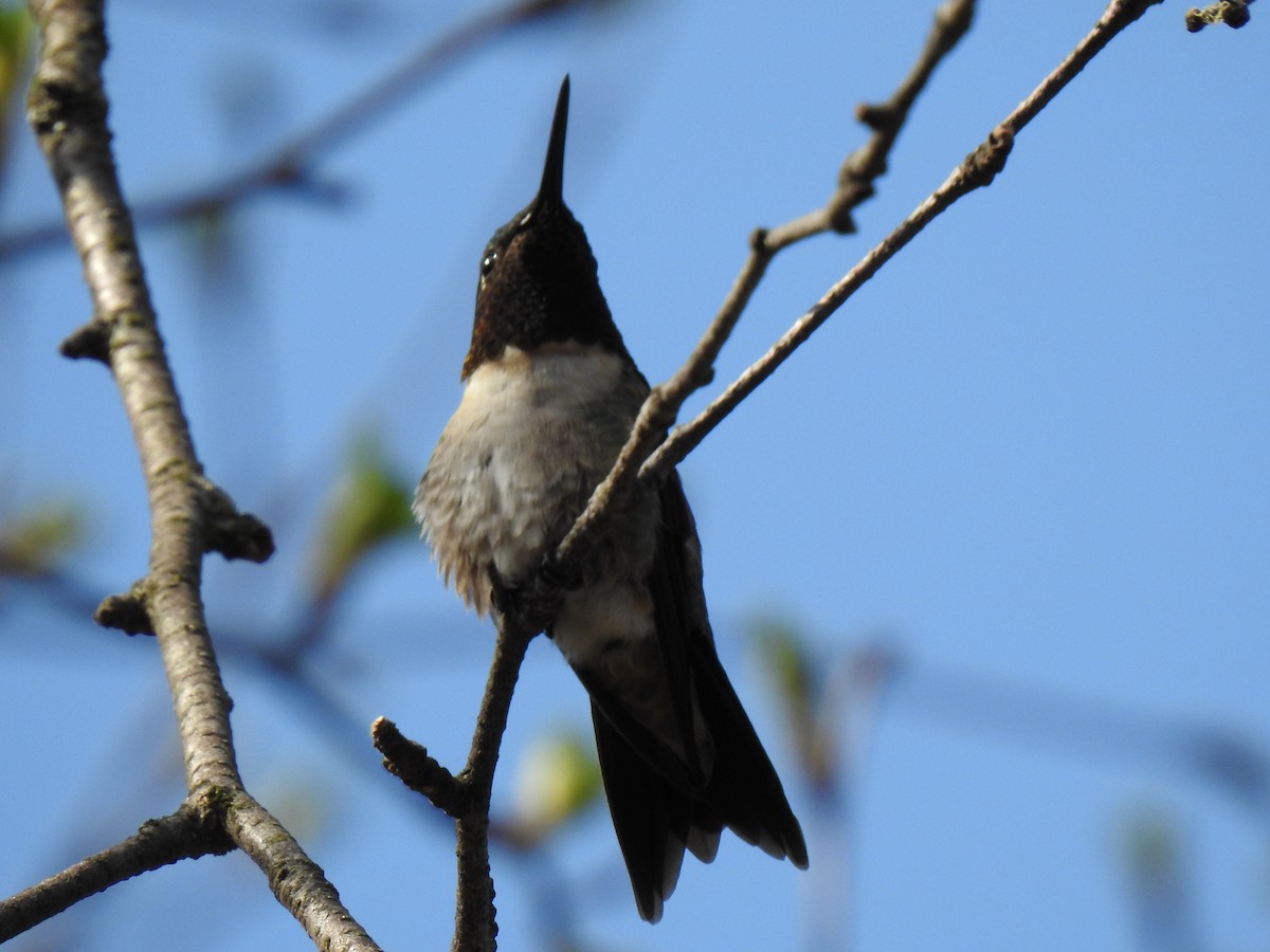 Ruby-throated Hummingbird - Johanne Poirier