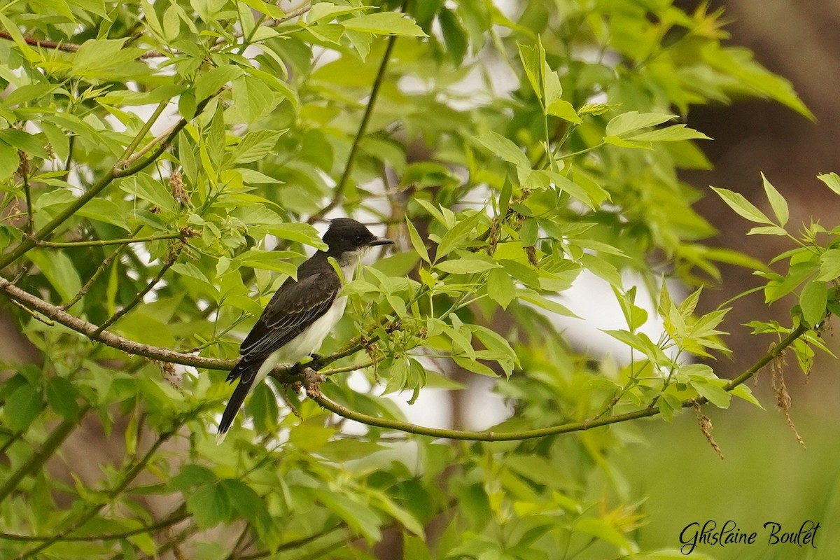 Eastern Kingbird - ML619147891