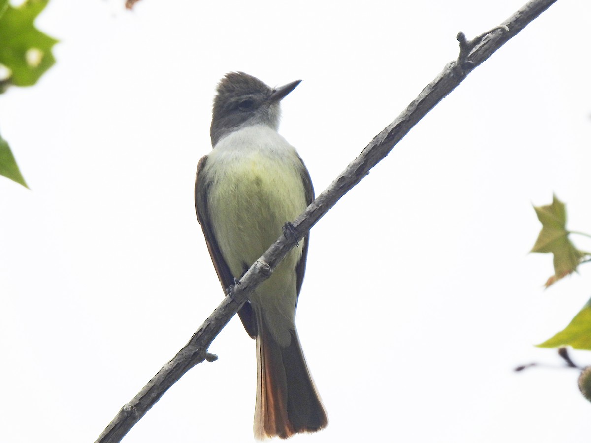 Ash-throated Flycatcher - Layton Pace