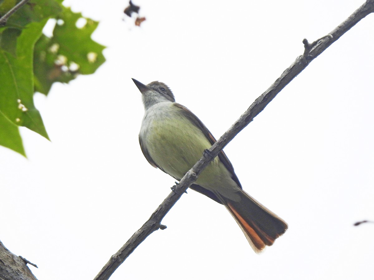 Ash-throated Flycatcher - Layton Pace