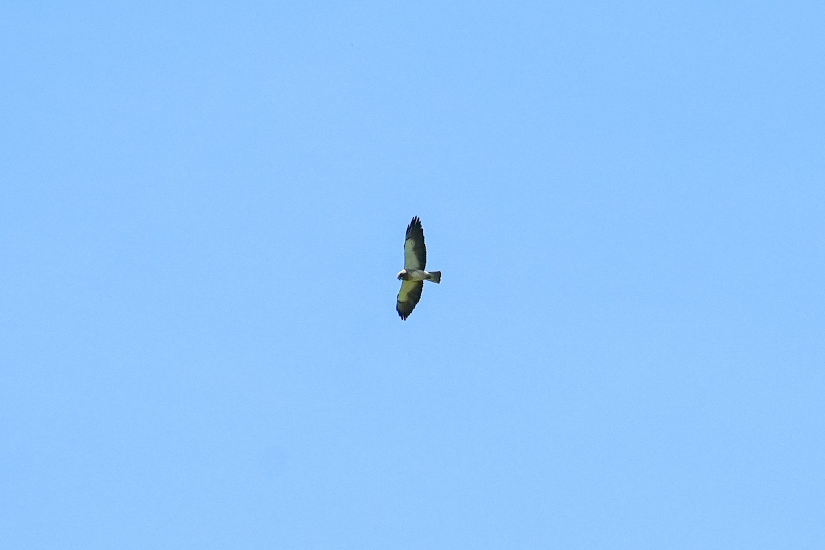 Swainson's Hawk - Patty Griffith