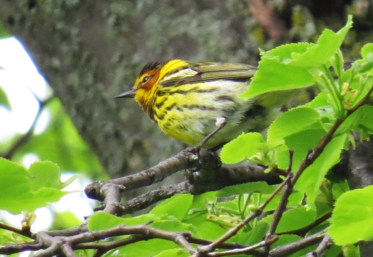 Cape May Warbler - shelley seidman