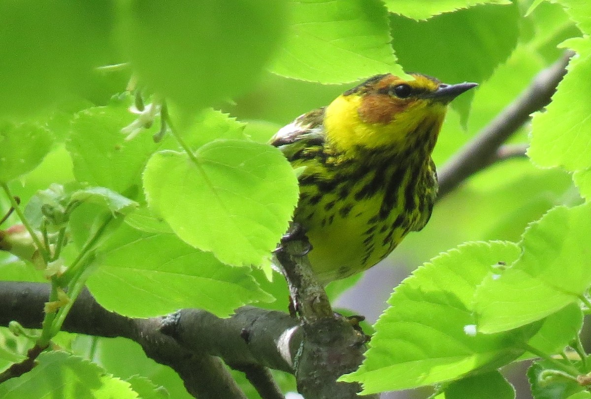 Cape May Warbler - ML619147908