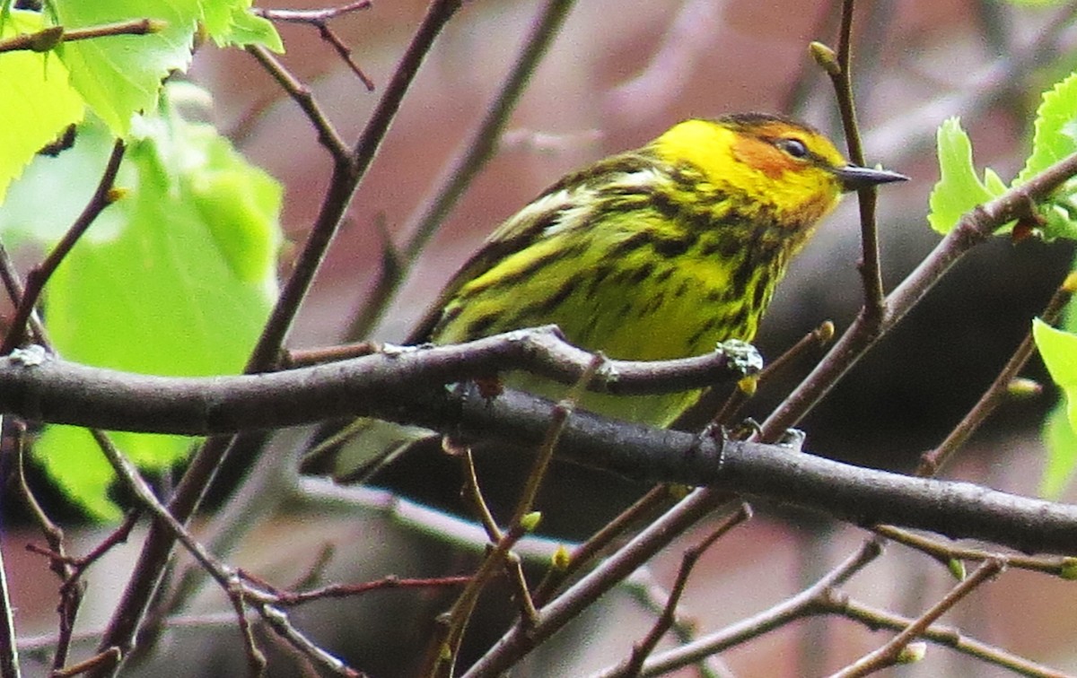 Cape May Warbler - ML619147910