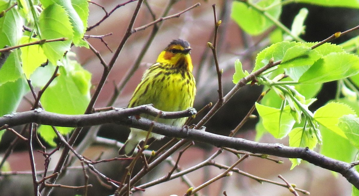 Cape May Warbler - ML619147911