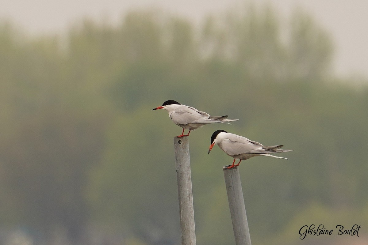 Common Tern - Réal Boulet 🦆