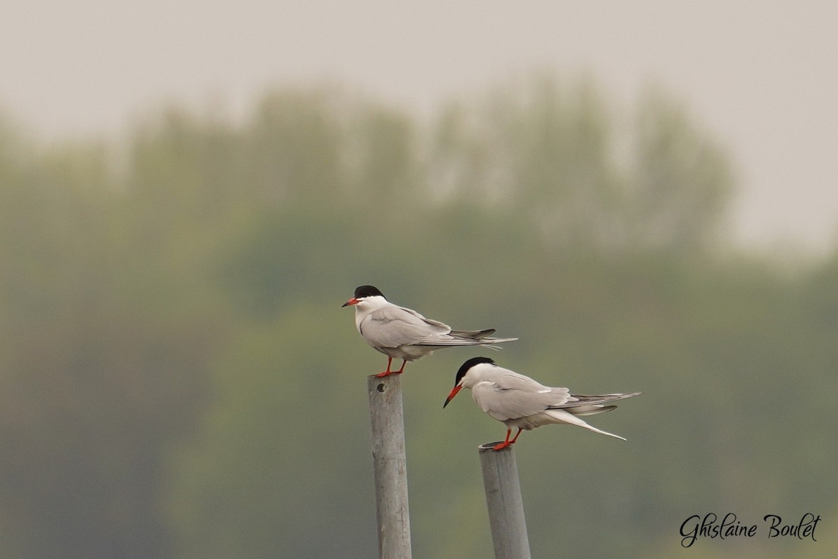 Common Tern - Réal Boulet 🦆