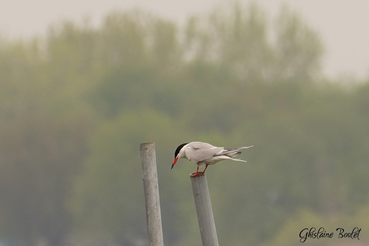 Common Tern - Réal Boulet 🦆