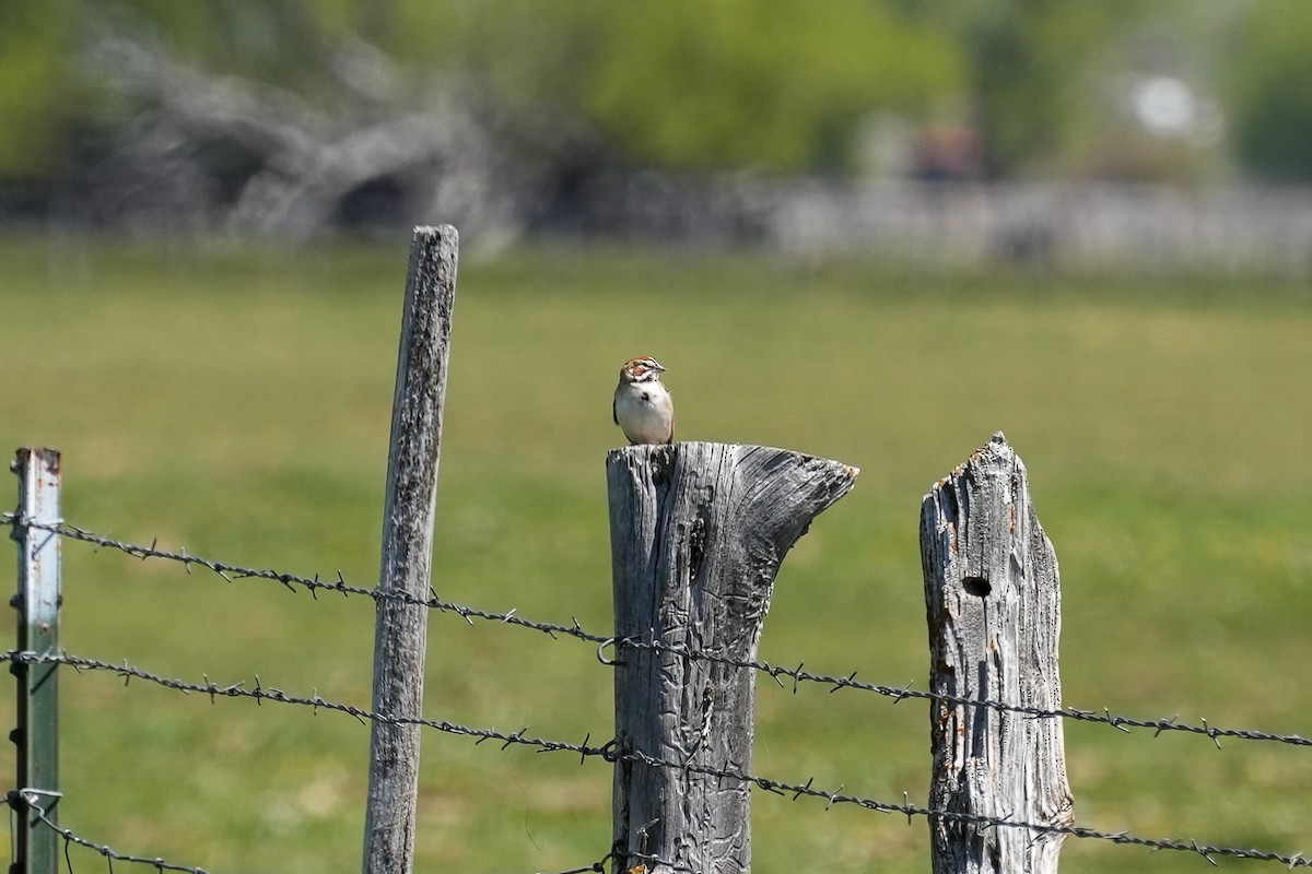 Lark Sparrow - Patty Griffith