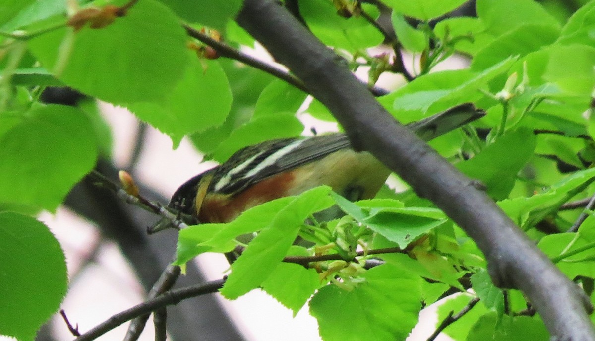 Bay-breasted Warbler - ML619147948