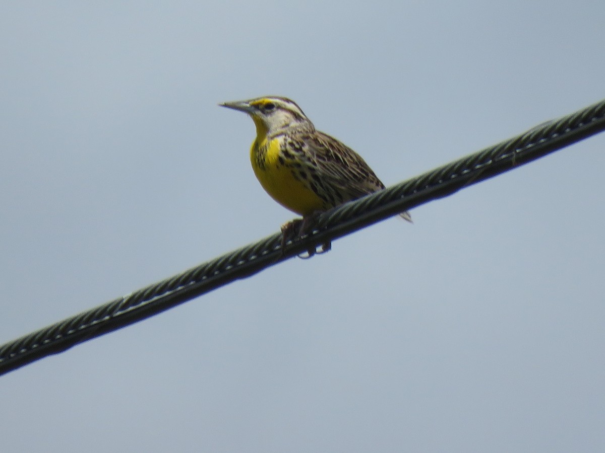 Eastern Meadowlark - Val Landwehr