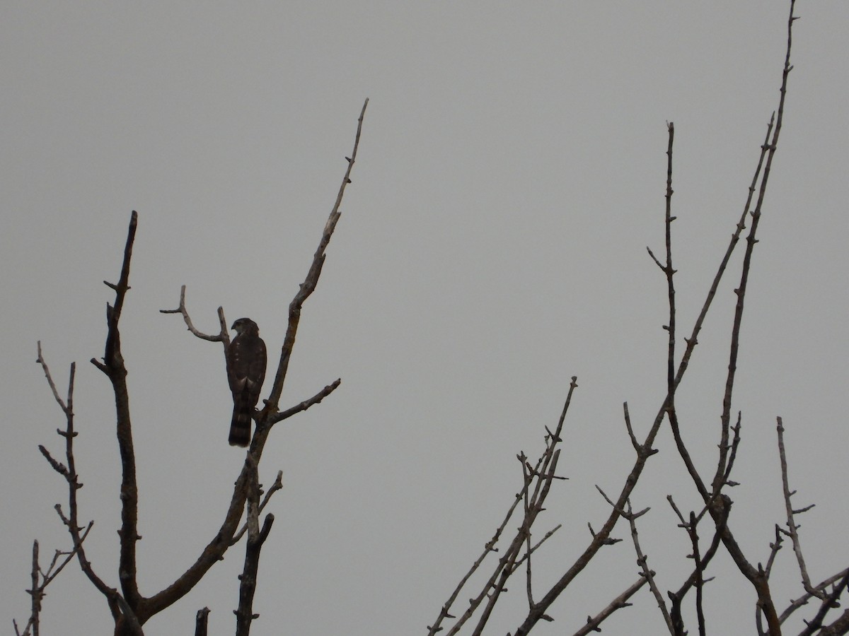 Sharp-shinned Hawk - Daniel Raleigh