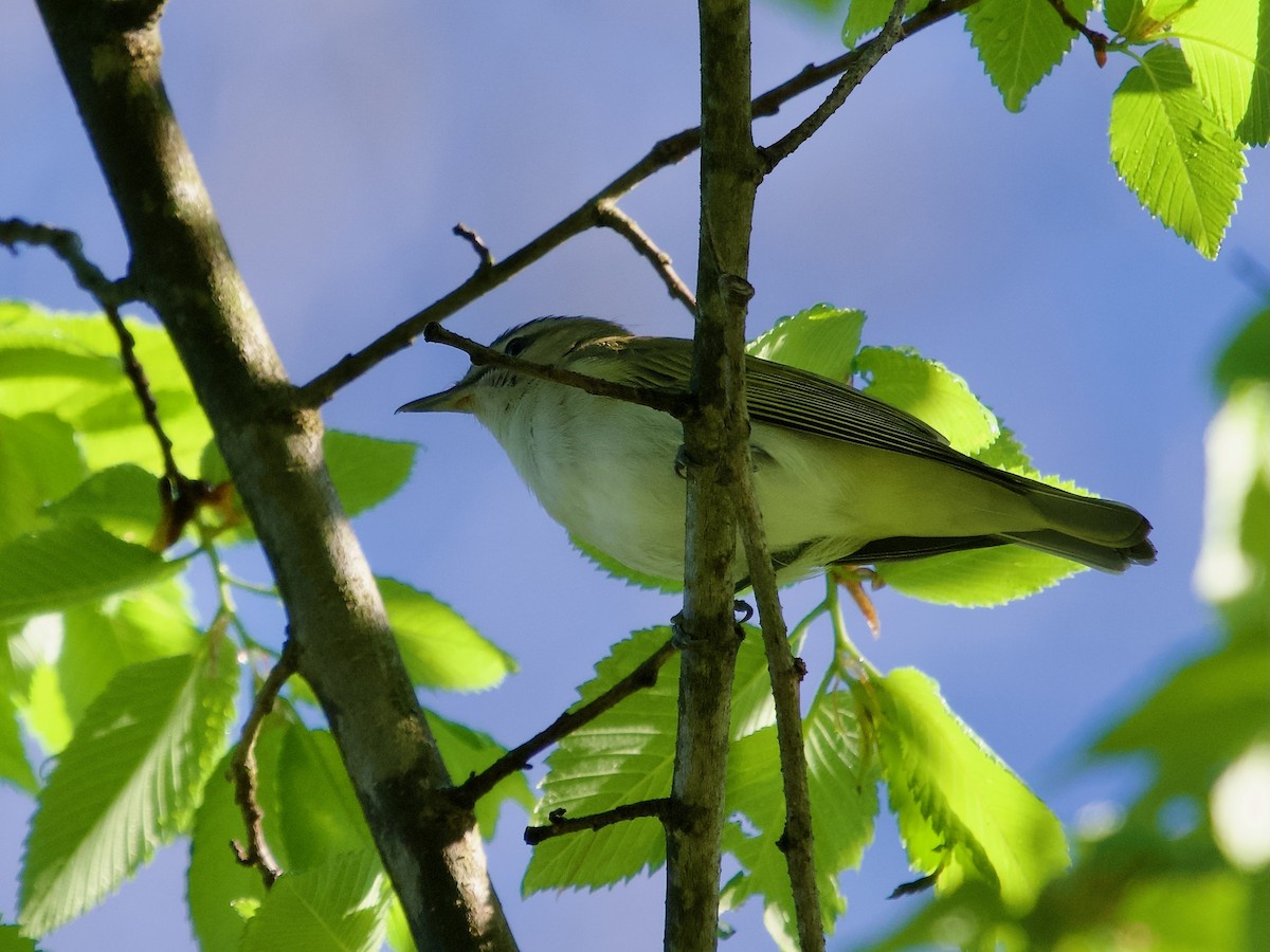 Red-eyed Vireo - David McCartt