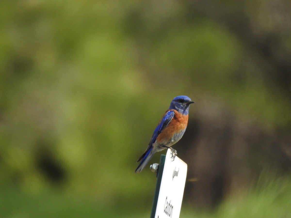 Western Bluebird - Becky Boley