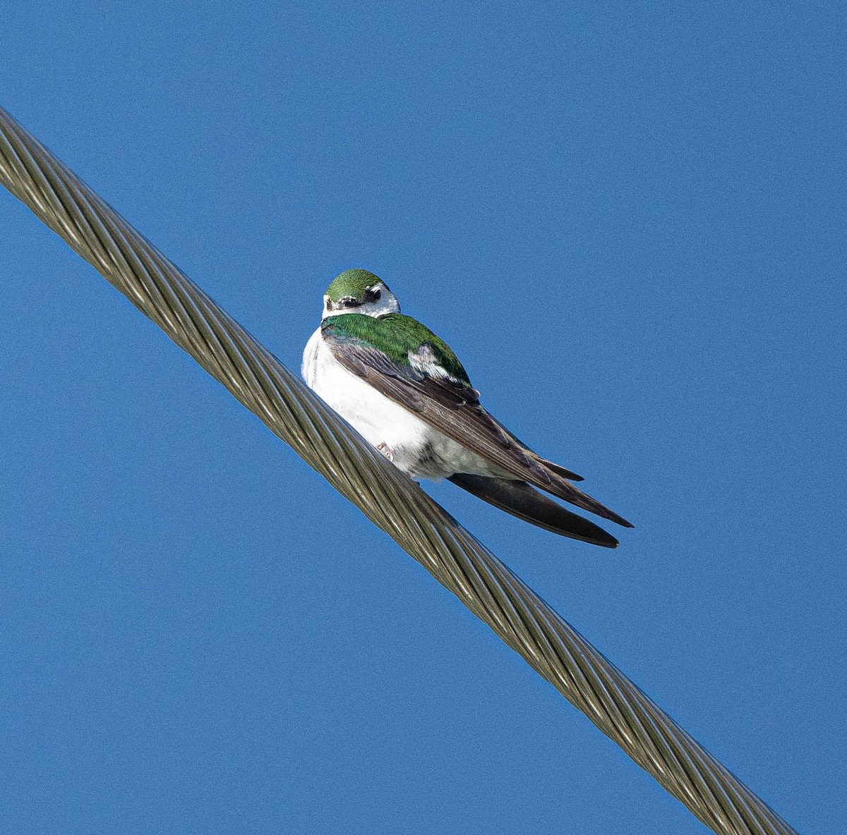Violet-green Swallow - Jonelle Balais