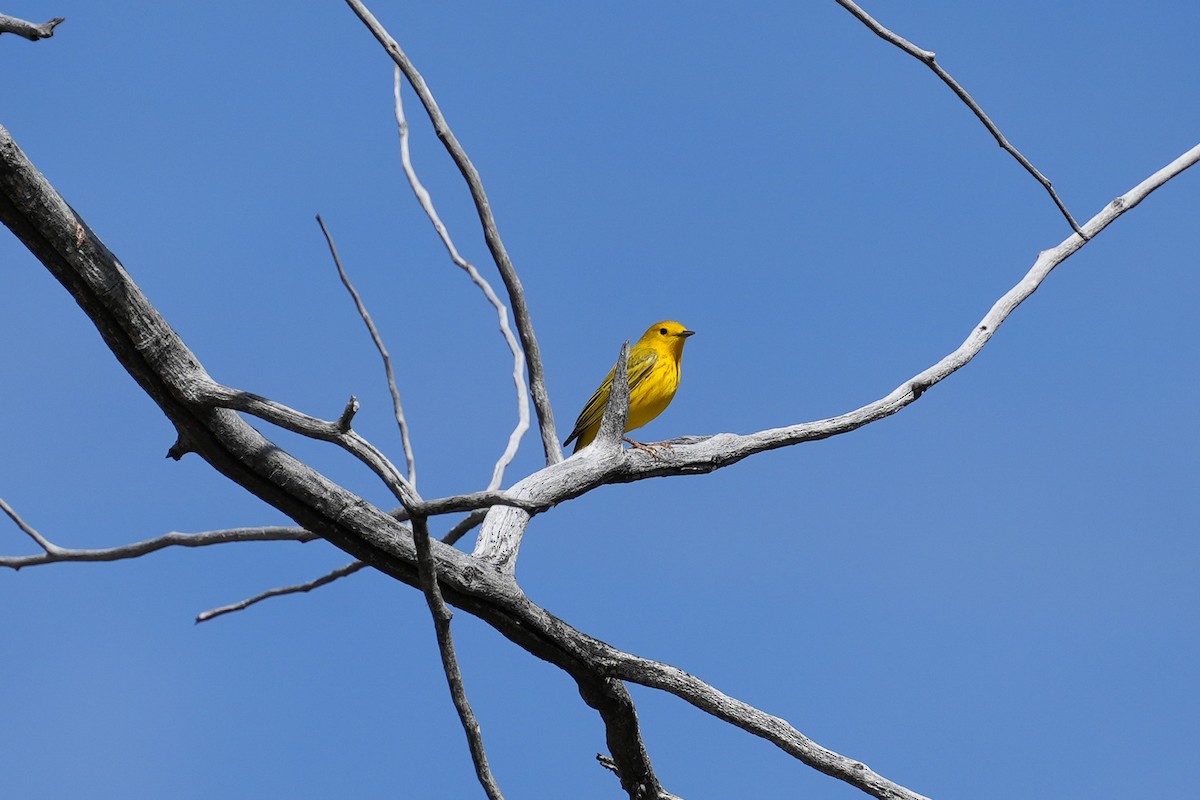 Yellow Warbler - Patty Griffith