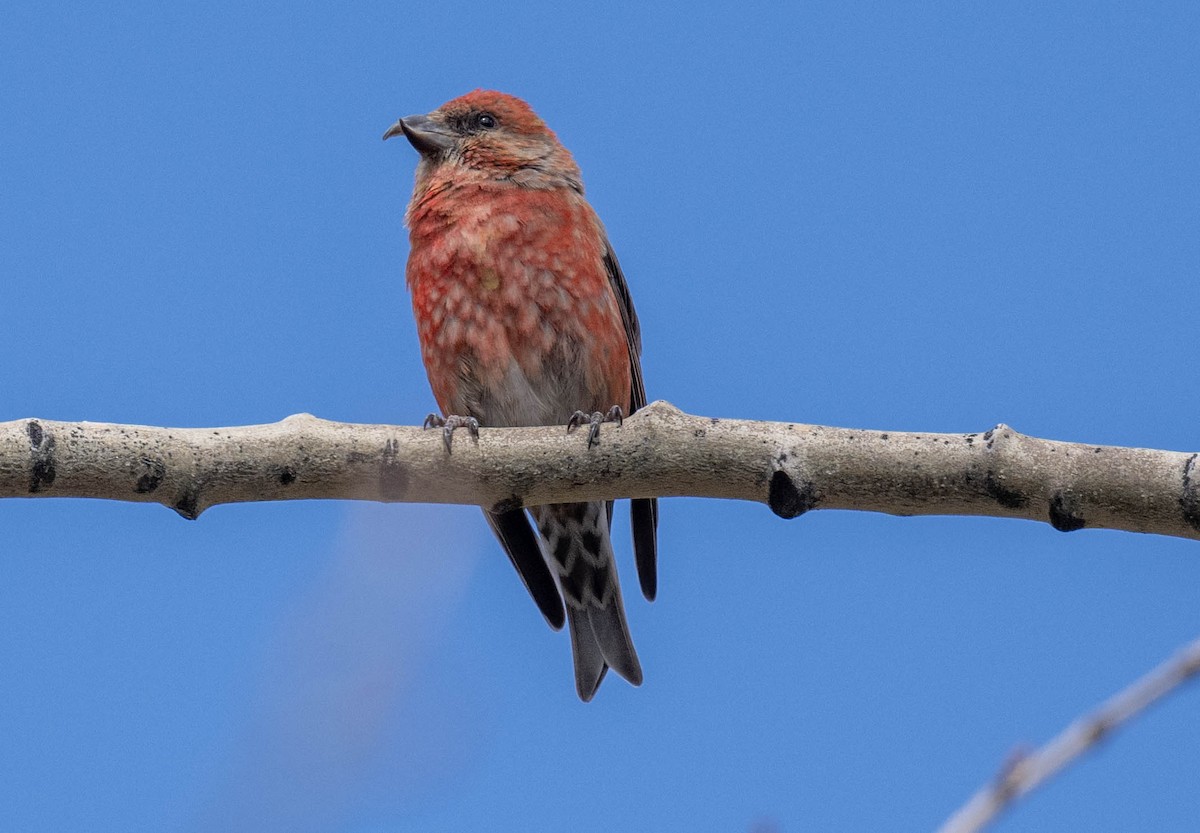 Red Crossbill - Philip Reimers